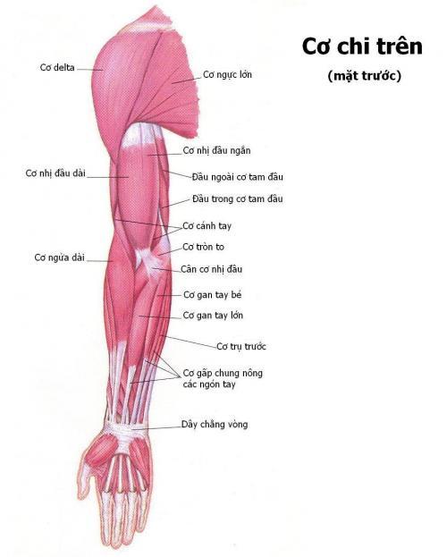 Cơ nhị đầu cánh tay – Wikipedia tiếng Việt